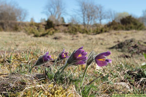 Backsippa, Pulsatilla vulgaris