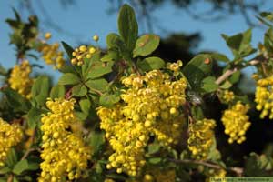 Berberis, Berberis vulgaris