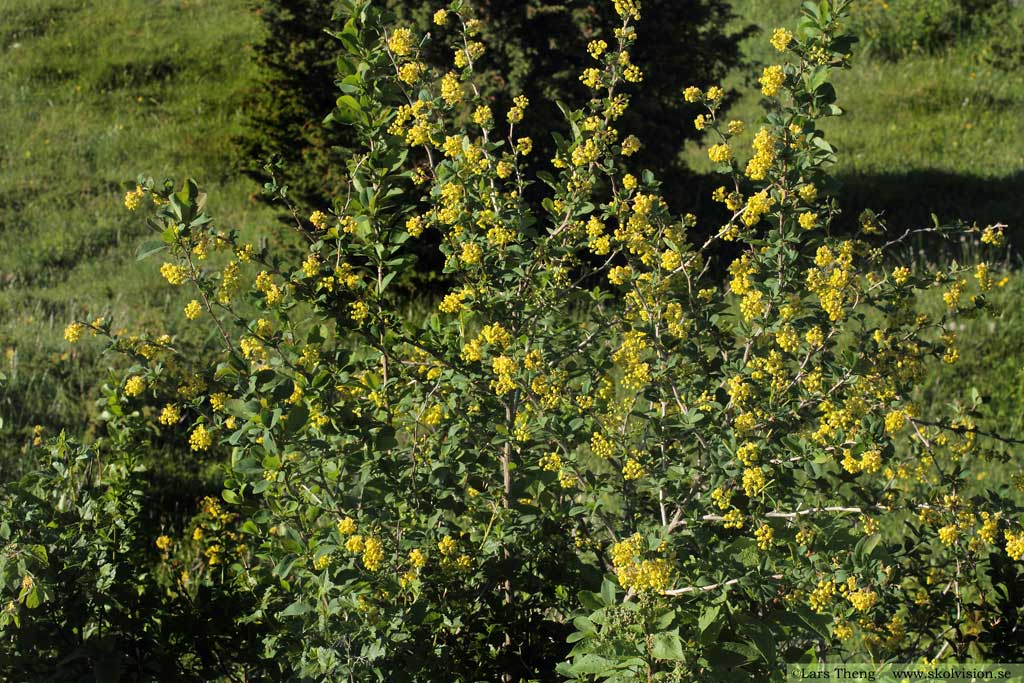 Berberis, Berberis vulgaris