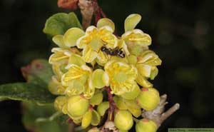 Berberis, Berberis vulgaris