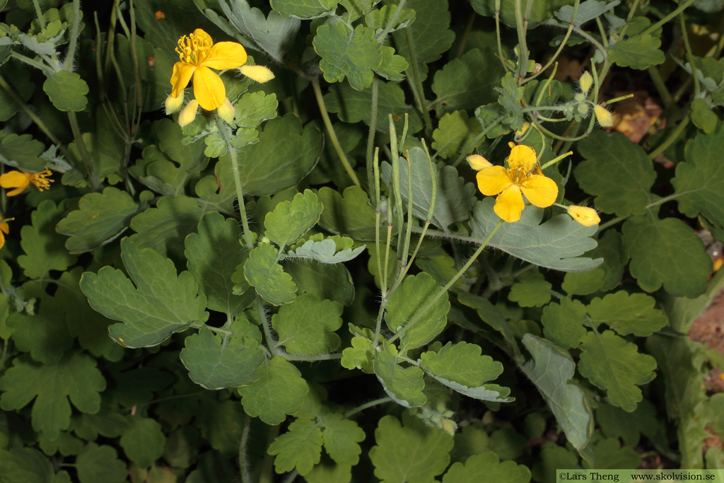 Skelört, Chelidonium majus