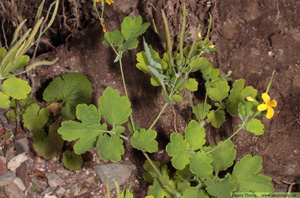 Skelört, Chelidonium majus