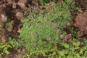 Jordrök, Fumaria officinalis