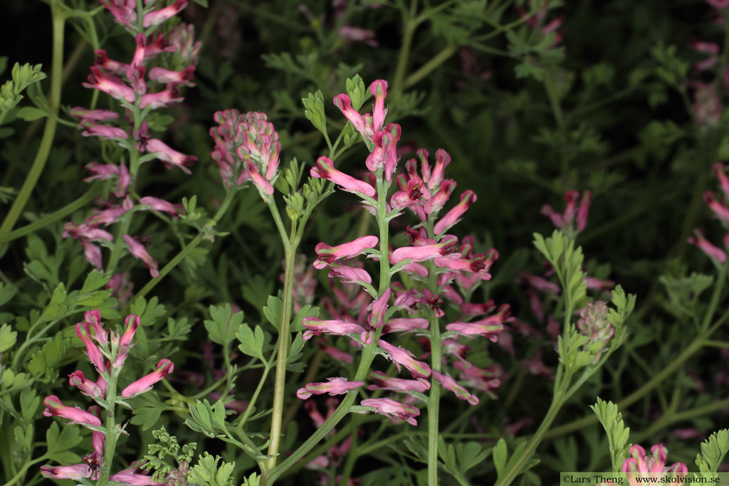 Jordrök, Fumaria officinalis