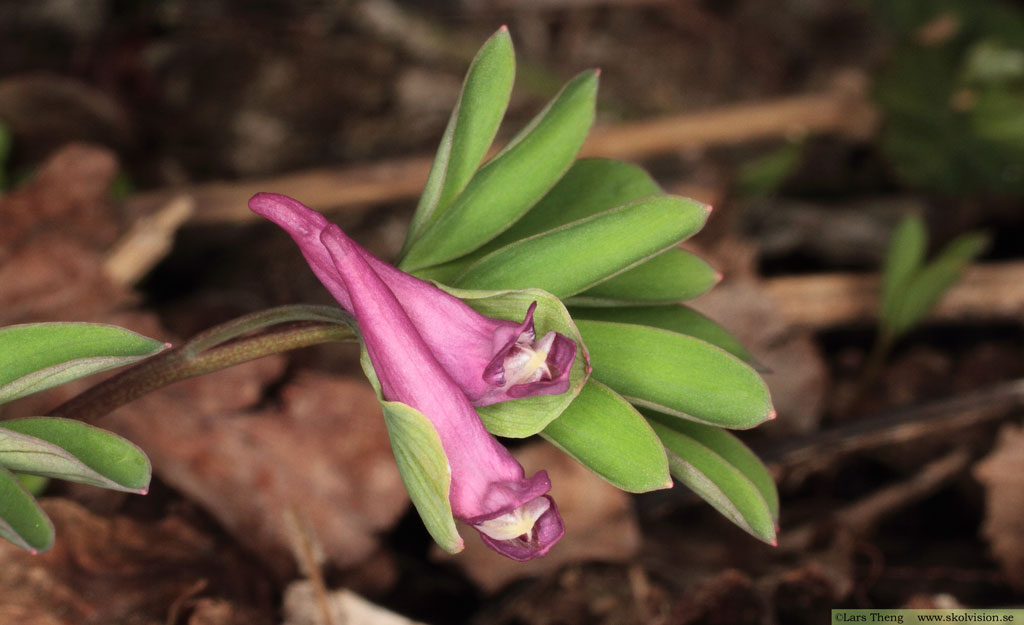 Smånunneört, Corydalis intermedia