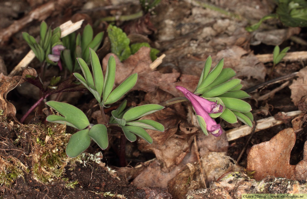 Smånunneört, Corydalis intermedia