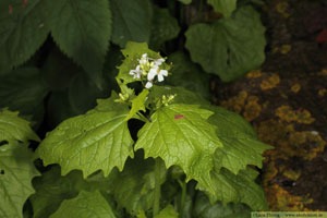 Löktrav, Alliaria petiolata