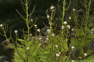 Löktrav, Alliaria petiolata