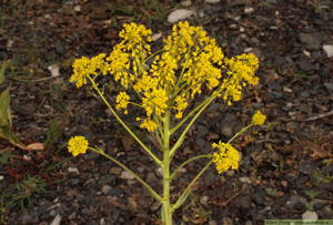 Vejde, Isatis tinctoria