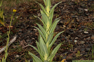 Vejde, Isatis tinctoria