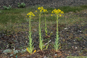 Vejde, Isatis tinctoria