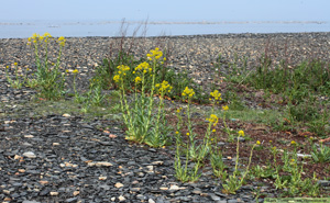 Vejde, Isatis tinctoria