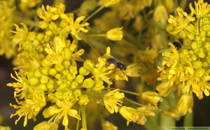 Vejde, Isatis tinctoria