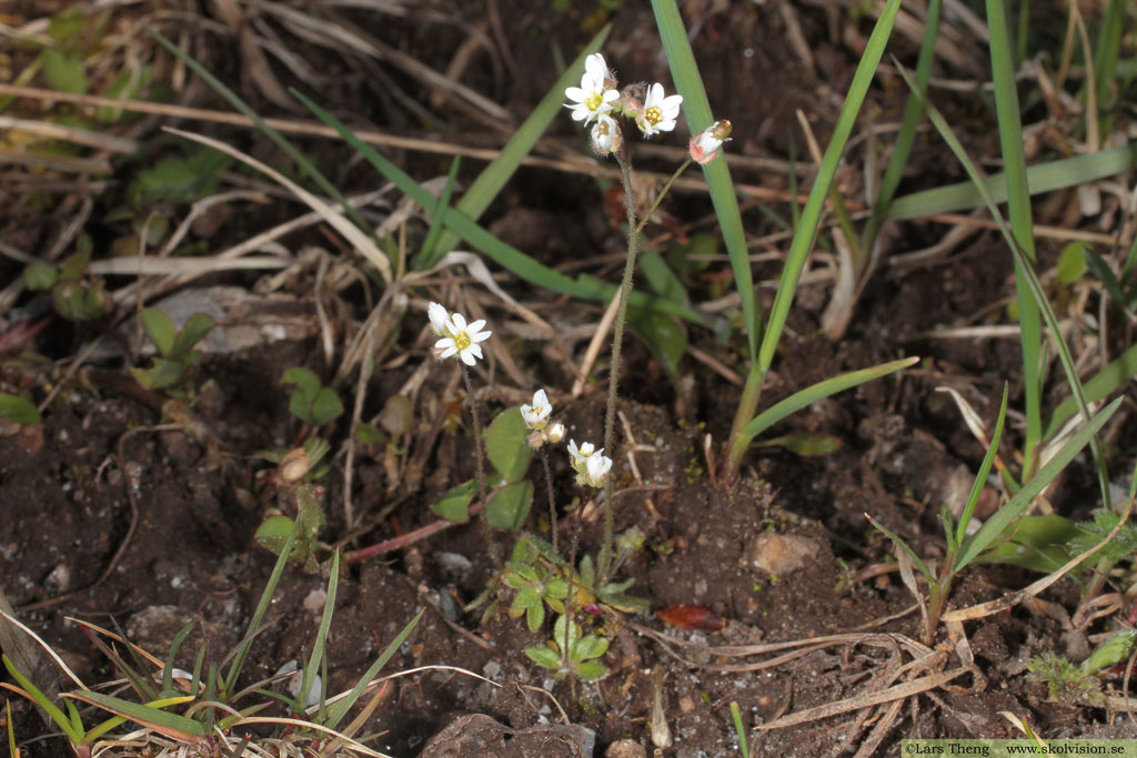 Nagelört, Draba verna