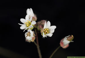 Nagelört, Draba verna