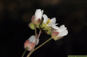 Nagelört, Draba verna