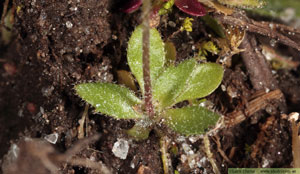 Nagelört, Draba verna