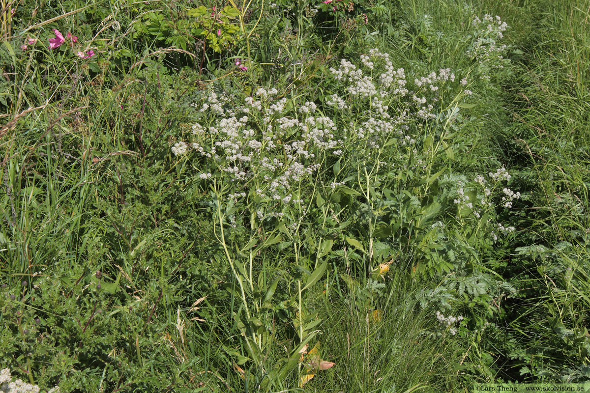 Backskärvfrö, Noccaea caerulescens