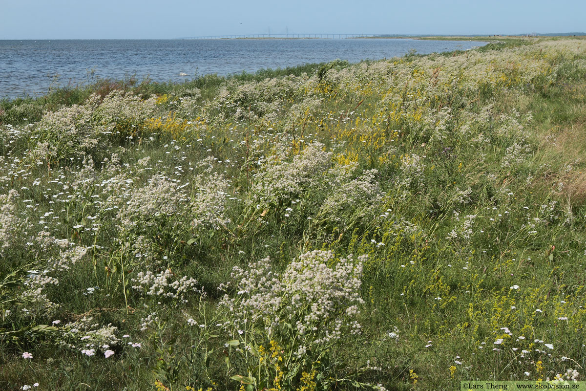 Backskärvfrö, Noccaea caerulescens