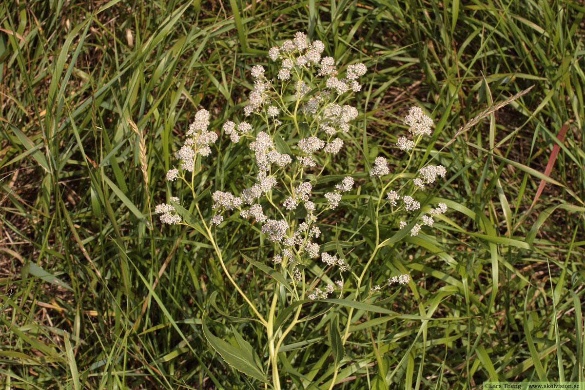 Backskärvfrö, Noccaea caerulescens