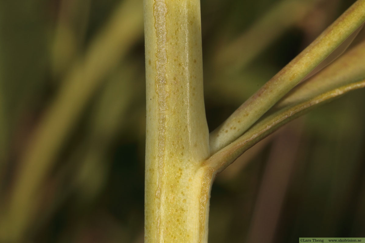 Backskärvfrö, Noccaea caerulescens
