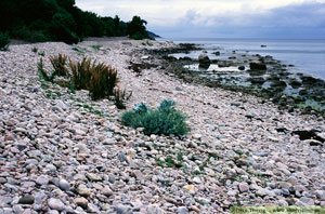 Strandkål, Crambe maritima