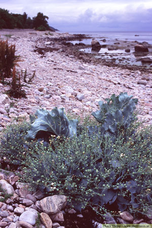 Strandkål, Crambe maritima