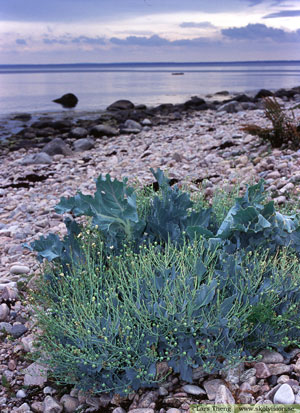 Strandkål, Crambe maritima