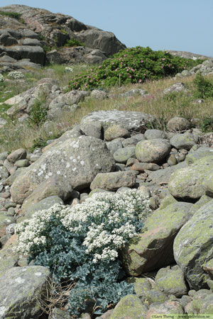 Strandkål, Crambe maritima