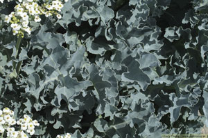 Strandkål, Crambe maritima