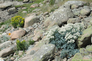 Strandkål, Crambe maritima