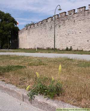 Gulreseda, Reseda lutea