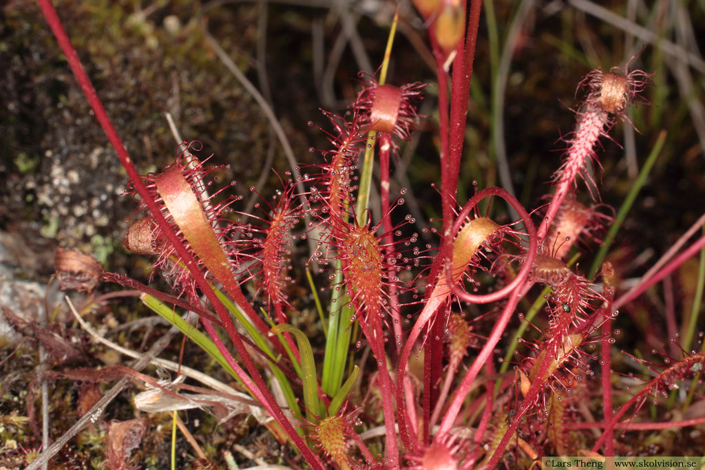 Storsileshår, Drosera anglica