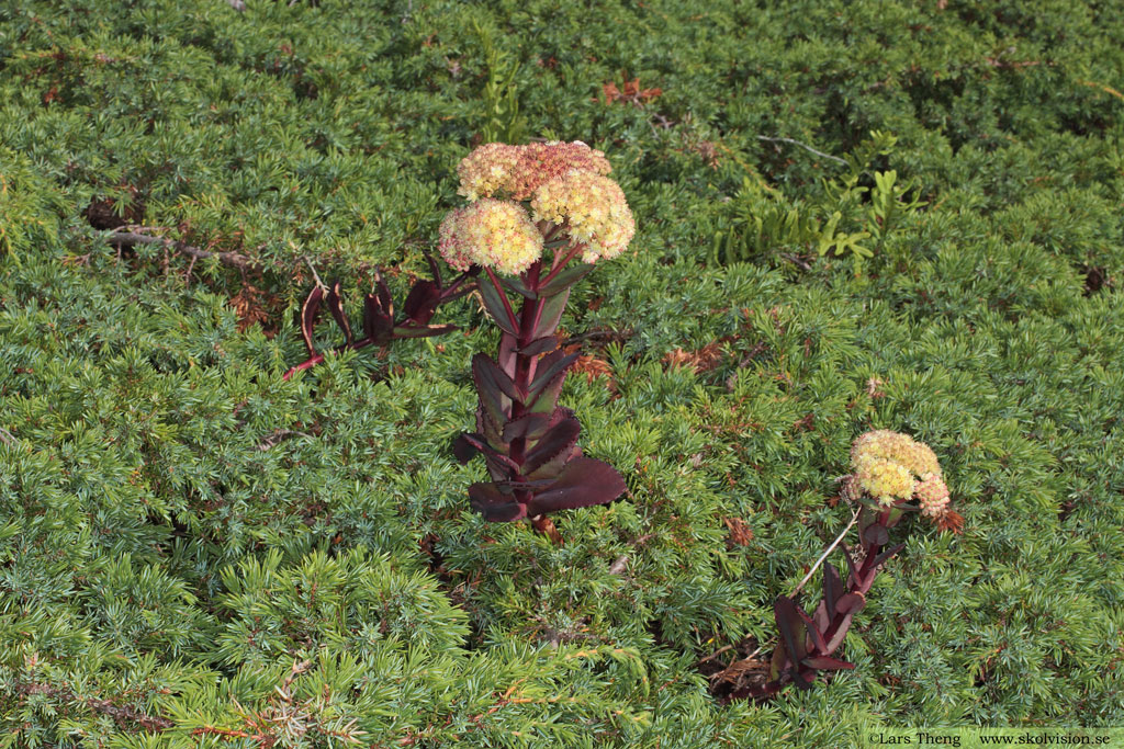 Kärleksört, Hylotelephium telephium