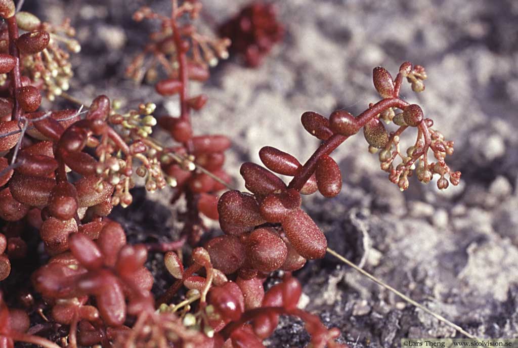 Vit fetknopp, Sedum album