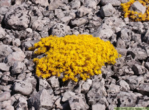 Gul fetknopp, Sedum acre