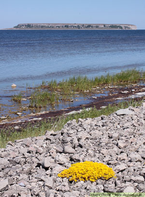 Gul fetknopp, Sedum acre