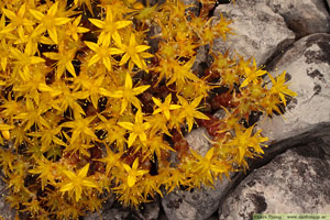 Gul fetknopp, Sedum acre