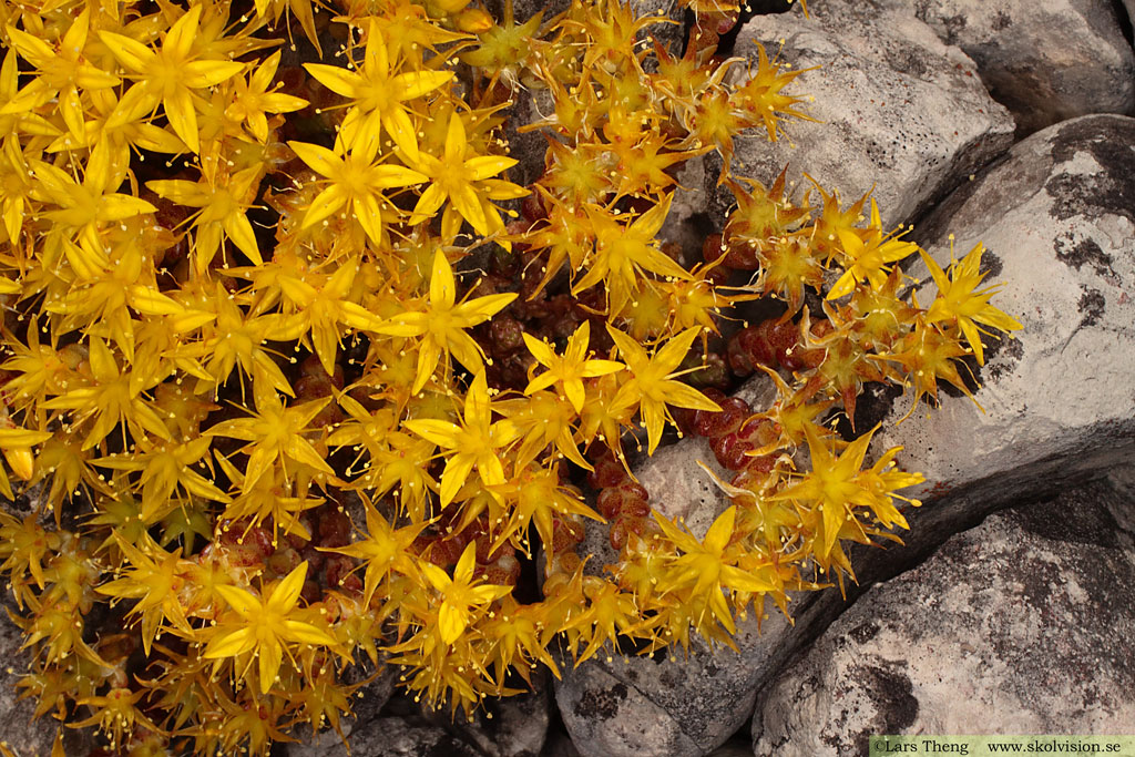 Gul fetknopp, Sedum acre