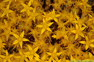 Gul fetknopp, Sedum acre