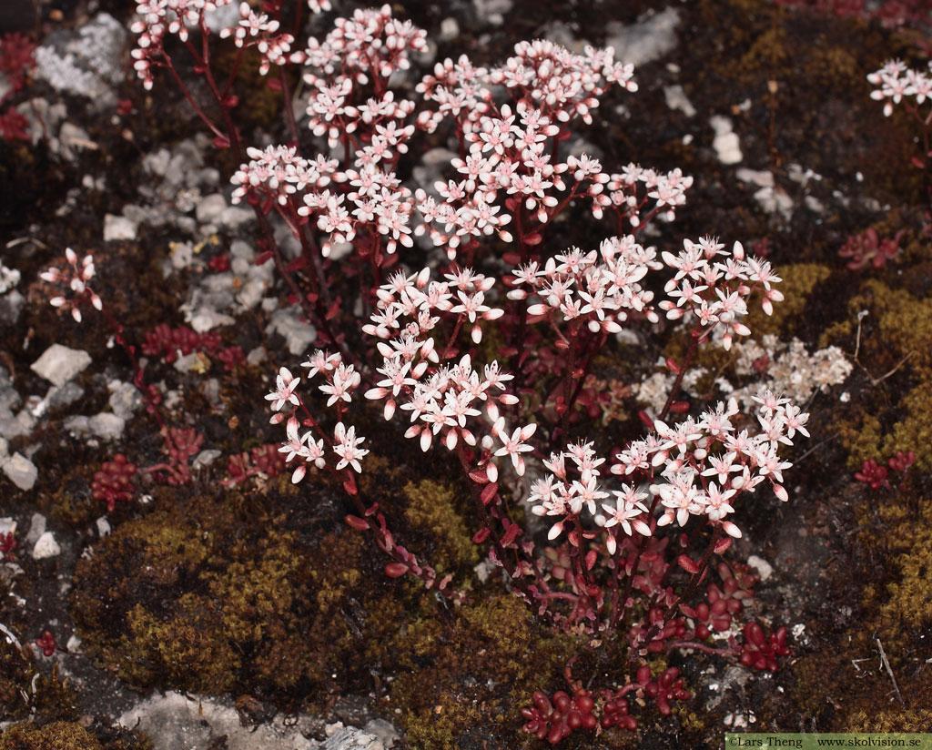 Vit fetknopp, Sedum album