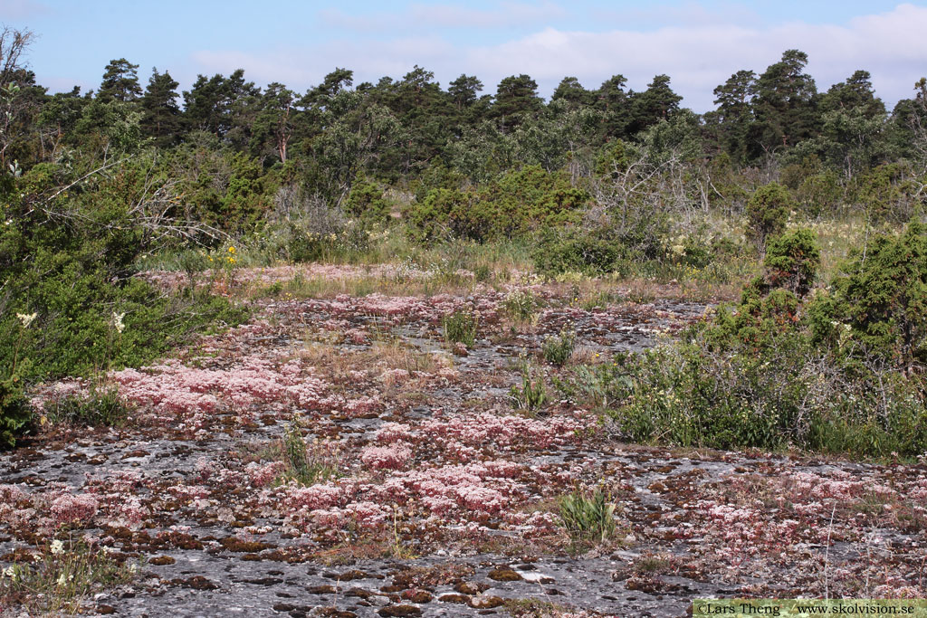 Vit fetknopp, Sedum album