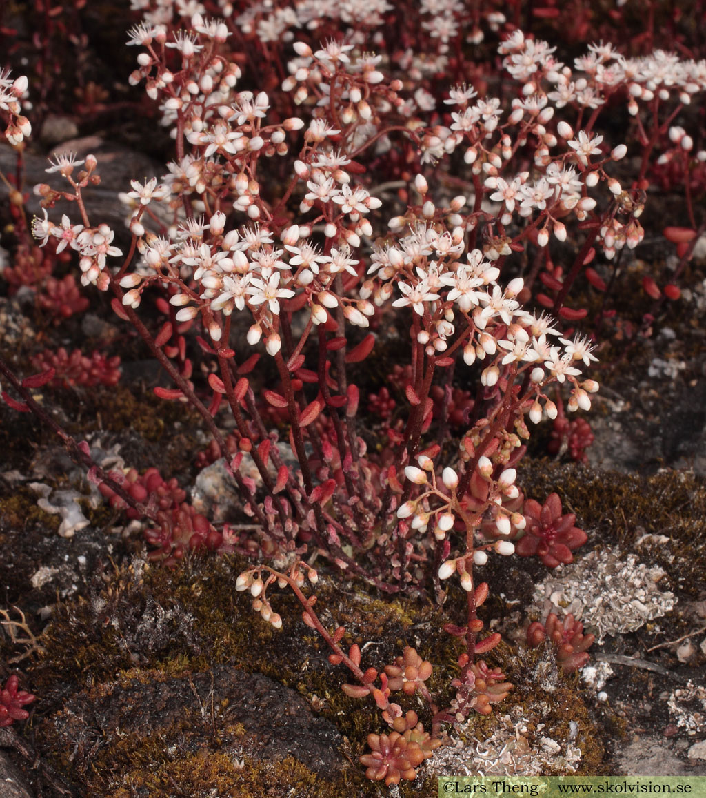 Vit fetknopp, Sedum album