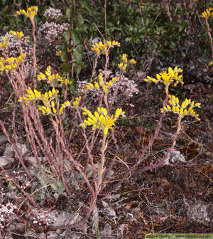 Stor fetknopp, Sedum rupestre