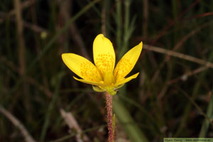 Myrbräcka, Saxifraga hirculus