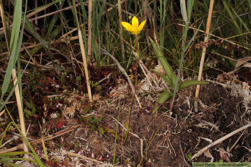 Myrbräcka, Saxifraga hirculus