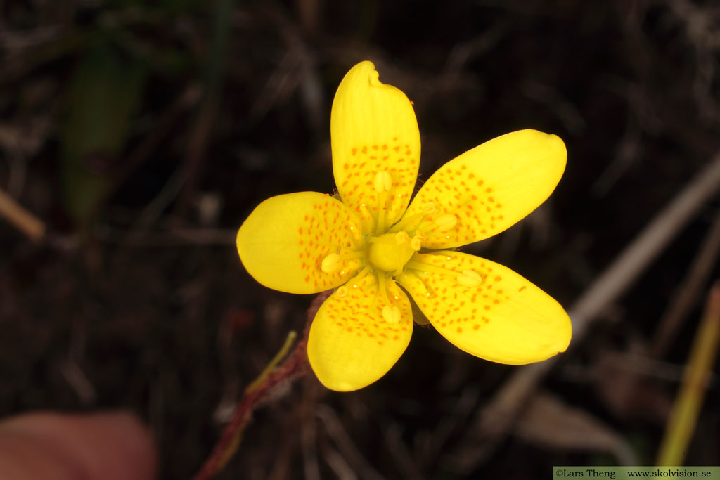 Myrbräcka, Saxifraga hirculus