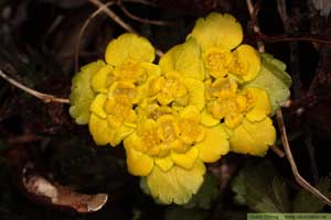 Gullpudra, Chrysosplenium alternifolium