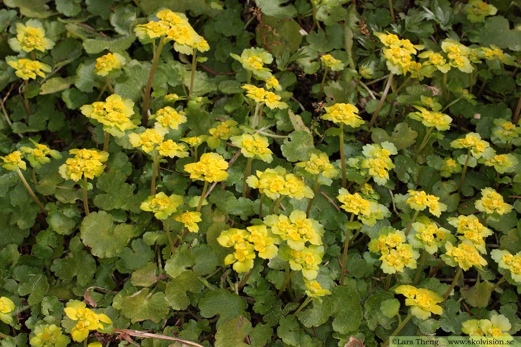 Gullpudra, Chrysosplenium alternifolium