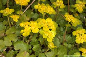 Gullpudra, Chrysosplenium alternifolium